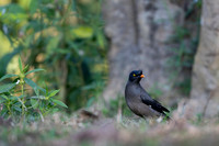 Jungle myna