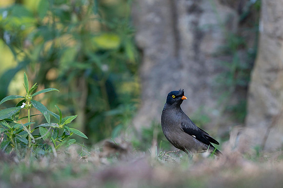 Jungle myna