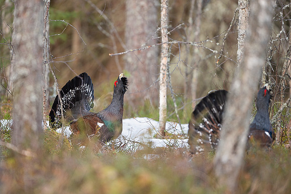 Capercaillie / Głuszec