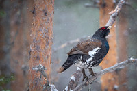 Capercaillie / Głuszec