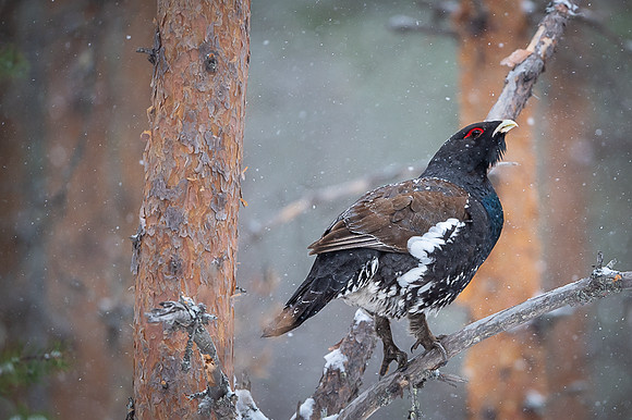 Capercaillie / Głuszec