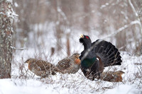 Capercaillie / Głuszec