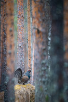 Capercaillie / Głuszec