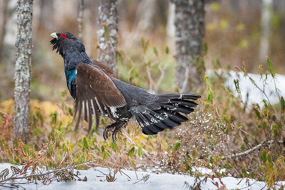 Capercaillie / Głuszec