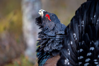 Capercaillie / Głuszec