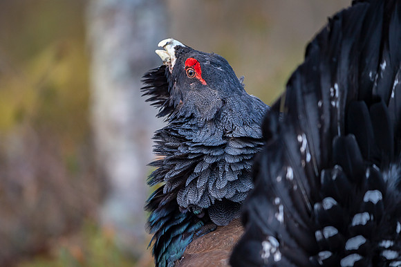 Capercaillie / Głuszec