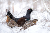 Capercaillie / Głuszec