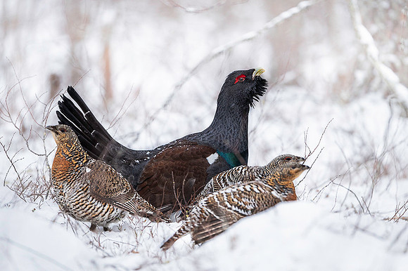 Capercaillie / Głuszec
