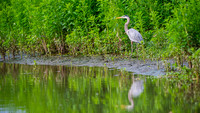 Great Blue Heron
