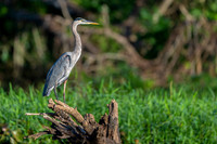 Great Blue Heron