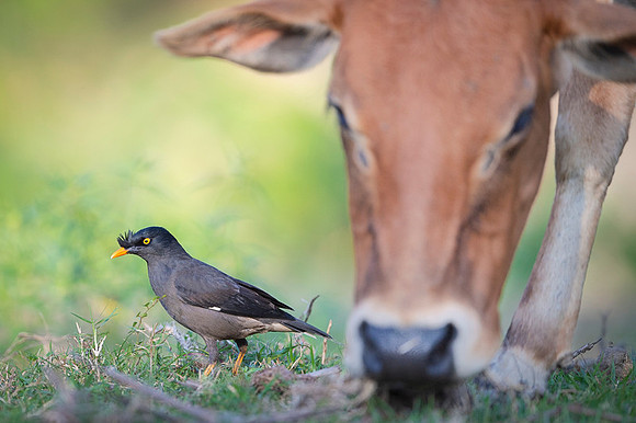 Jungle myna