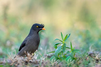 Jungle myna