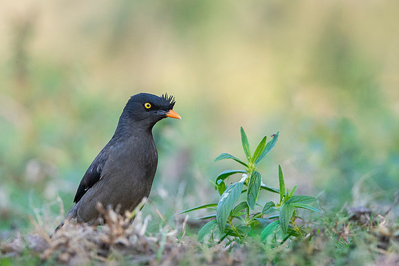 Jungle myna