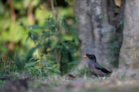Jungle myna