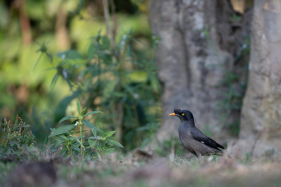 Jungle myna