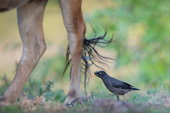 Jungle myna