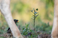 Jungle myna