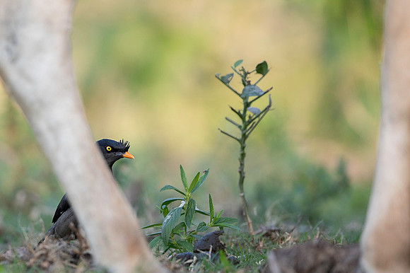 Jungle myna