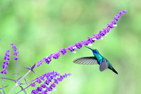 Green violetear