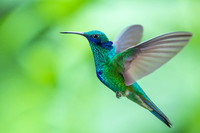 Green violetear