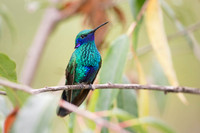 Green violetear