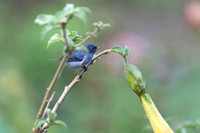 Slaty Flowerpiercer