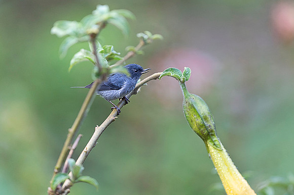 Slaty Flowerpiercer