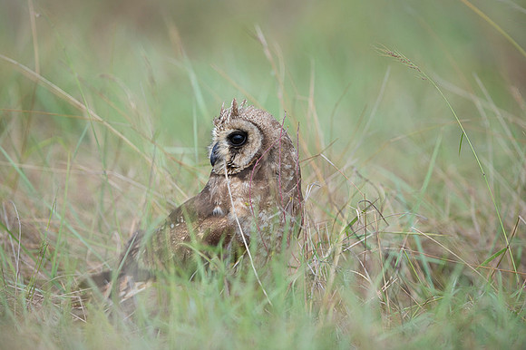 Marsh Owl
