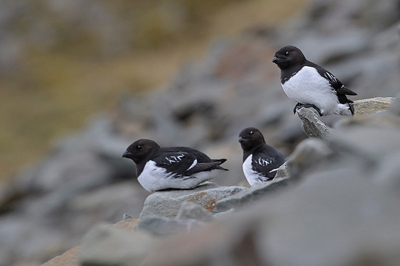 Little auk