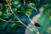 Red-capped Manakin