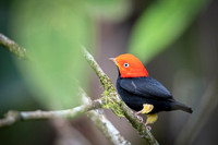 Red-capped Manakin