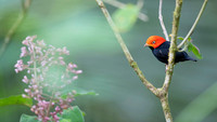 Red-capped Manakin