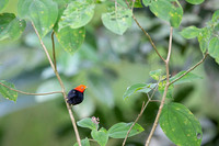 Red-capped Manakin