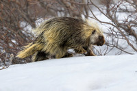 Porcupine