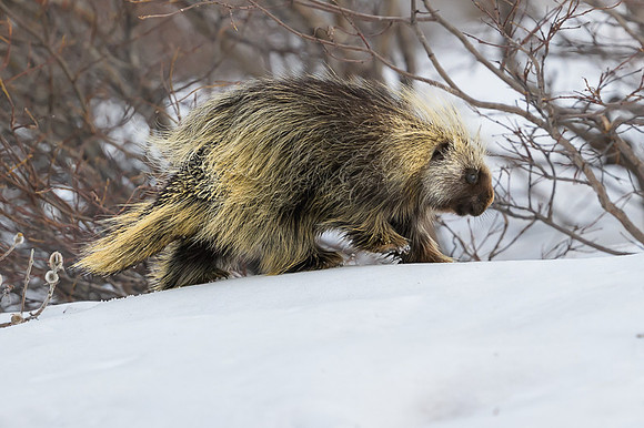 Porcupine