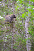Porcupine