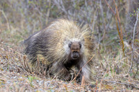 Porcupine