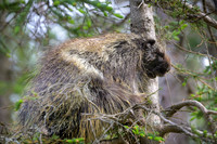 Porcupine