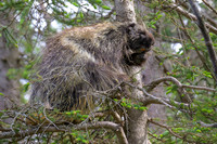 Porcupine