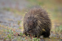 Porcupine