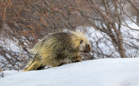Porcupine