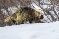 Porcupine