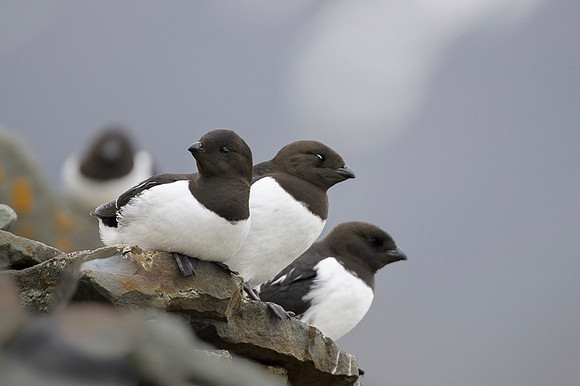 Little auk