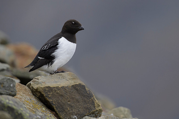 Little auk