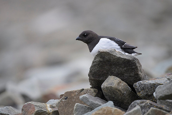 Little auk