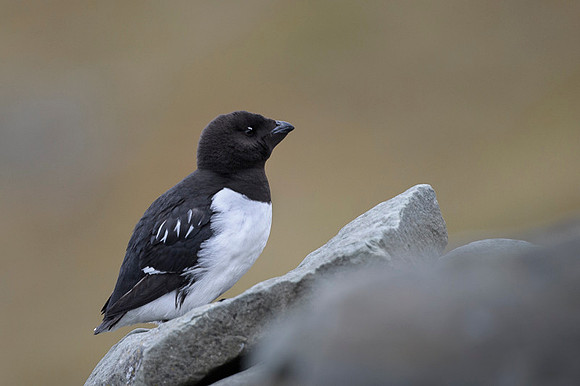 Little auk