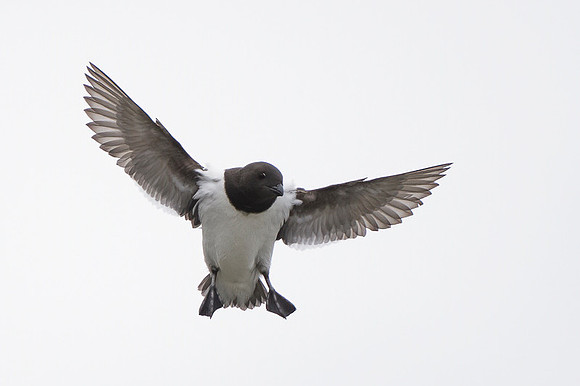 Little auk