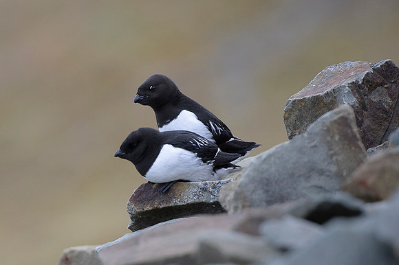 Little auk