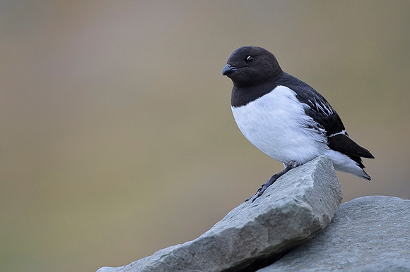 Little auk