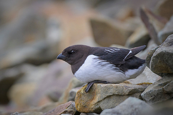 Little auk